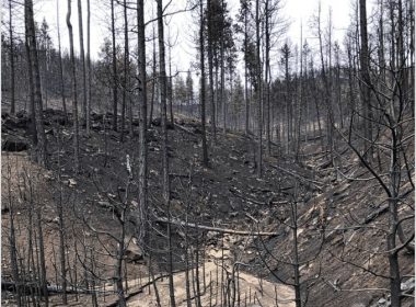 Mast Reforestation Locks In $25M In Series B Funding For Pioneering Restorative CDR Project - Carbon Herald