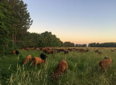 Boomitra's South America Grassland Restoration Project Achieves Verra Registration - Carbon Herald