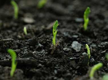 Gold Standard Unveils Framework To Bolster Consistency In Soil Carbon Modeling - Carbon Herald
