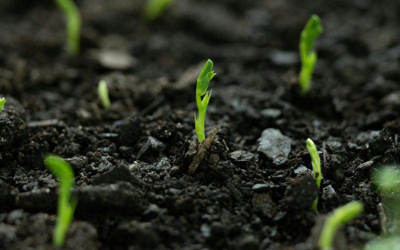 Gold Standard Unveils Framework To Bolster Consistency In Soil Carbon Modeling - Carbon Herald