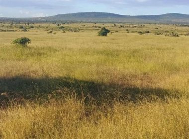 Boomitra's East Africa Grassland Restoration Project Gets Official Verra Registration - Carbon Herald