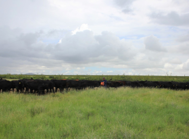 Deloitte NSE Invests In Soil Carbon Credits From Boomitra - Carbon Herald