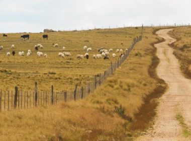 Rio Tinto Backs Boomitra And Partners On Grasslands Carbon Project In Argentina - Carbon Herald