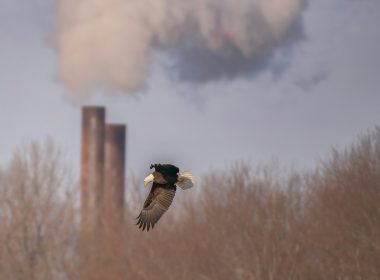 Gold Standard Seeks Feedback On Frameworks For Phasing Out Fossil Fuels - Carbon Herald