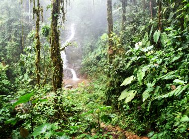 In A New Deal, Microsoft Buys Forest Restoration Credits From Rainforest Builder - Carbon Herald