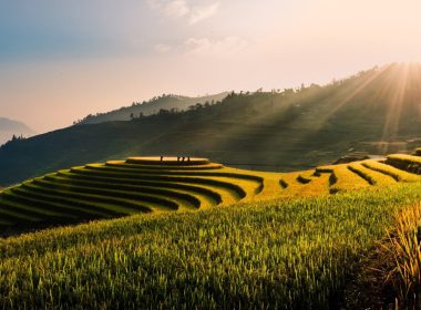 Gold Standard Launches New Methodologies, Including First Biochar Standard - Carbon Herald