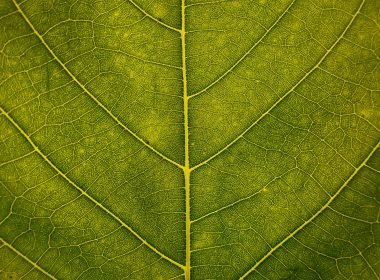 Gold Standard Rebuilds Carbon Credit Registry With Trovio To Boost Market Connectivity - Carbon Herald
