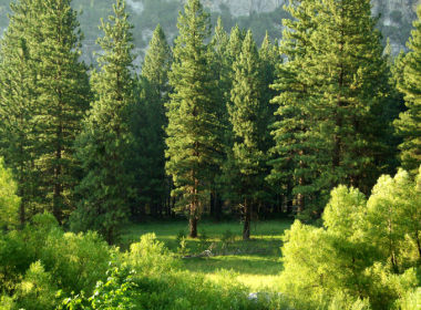 New Forest's $700M Global Natural Capital Fund To Also Include Carbon Investments - Carbon Herald