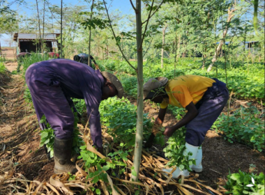 The NARA Climate Community Biochar Project Issues And Sells Its First Credits - Carbon Herald
