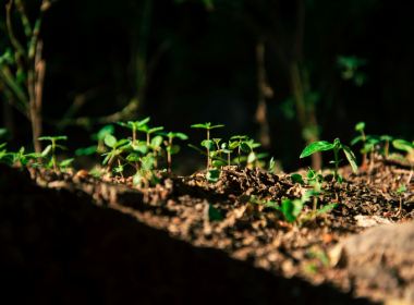 Isometric Raises The Quality Bar For Soil CDR With New Improved Soil Management Protocol - Carbon Herald