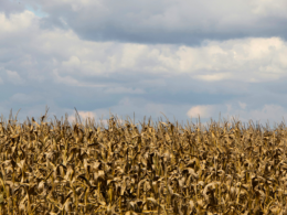Rainbow Starts Public Consultation On Its New Biomass Burial Module - Carbon Herald