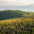 Commons And InPlanet Team Up To Expand Access To High-Integrity ERW Credits - Carbon Herald