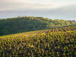 Commons And InPlanet Team Up To Expand Access To High-Integrity ERW Credits - Carbon Herald