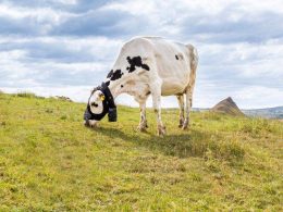 ZELP Launches Wearable Device To Measure Methane From Individual Cows - Carbon Herald