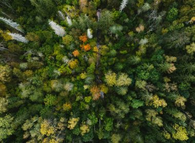 Gold Standard And Verra Launch Tool To Simplify Article 6.2 Carbon Reporting - Carbon Herald