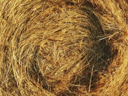 Study: Straw Is Key To Healthier Soil And Longer Carbon Storage - Carbon Herald