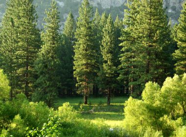 Verra Authorizes Artio Insurance Policy For VCS Durability Pilot - Carbon Herald