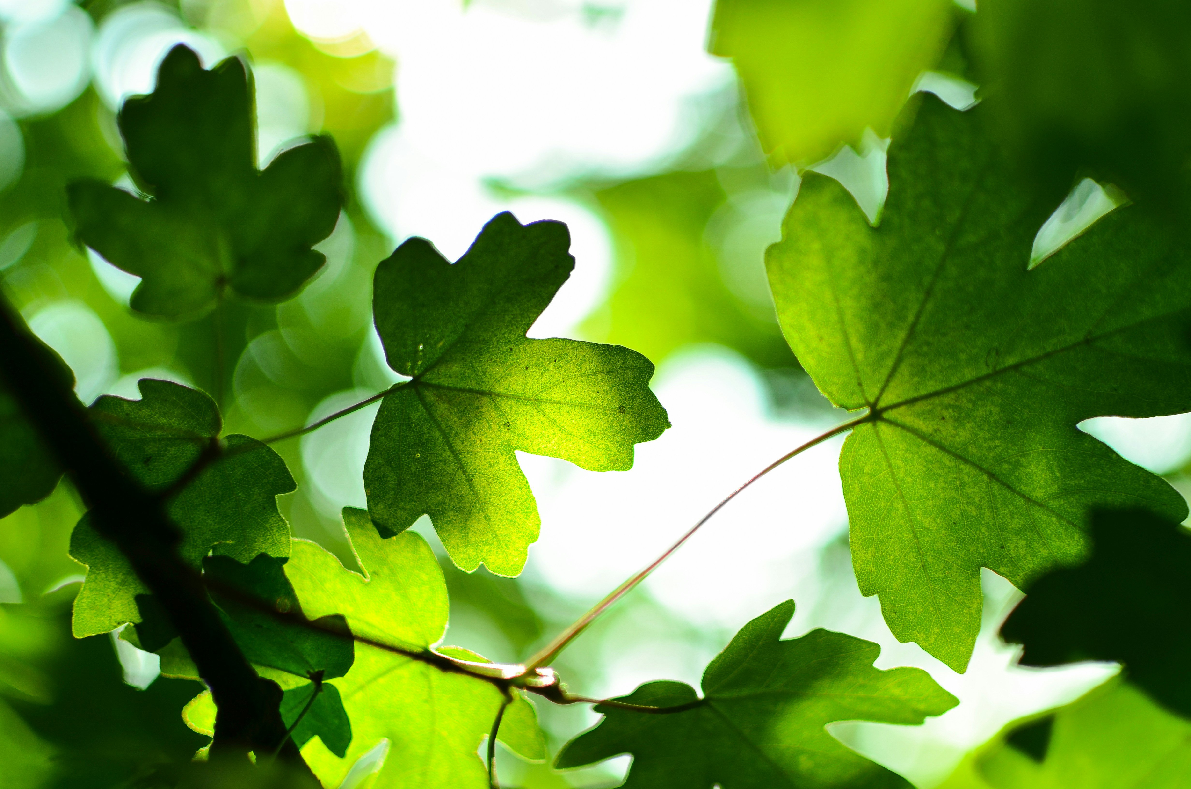 New Greenly Platform Targets Expanding EU Product Traceability Rules - Carbon Herald