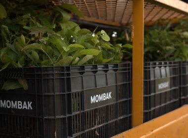Mombak Expands Amazon Restoration Push With New Fund And Salesforce Deal - Carbon Herald