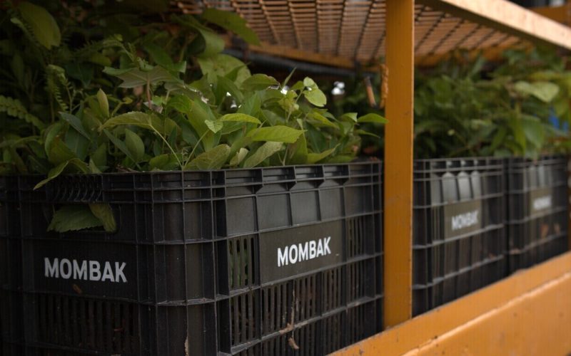 Mombak Expands Amazon Restoration Push With New Fund And Salesforce Deal - Carbon Herald