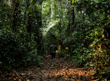 Samauma Gets Highest AUD BeZero Rating For Its Tauari Project - Carbon Hera;d