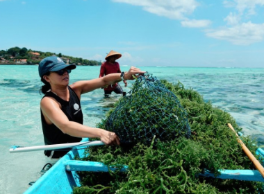 Arbon Earth Secures Pioneering mCDR Permit In Indonesia - Carbon Herald
