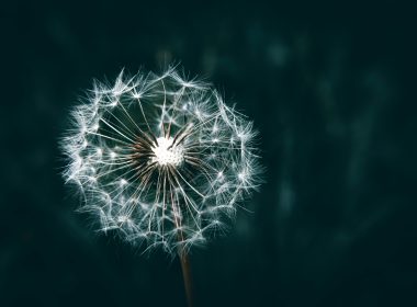 Gold Standard Invites Companies To Shape New Ongoing Emissions Framework - Carbon Herald