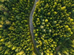 Microsoft And Relae Release New Framework For High-Quality Improved Forest Management - Carbon Herald