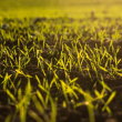 Groundwork BioAg Secures A ‘BBB’ Carbon Rating By BeZero - Carbon Herald