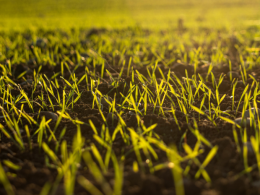 Groundwork BioAg Secures A ‘BBB’ Carbon Rating By BeZero - Carbon Herald